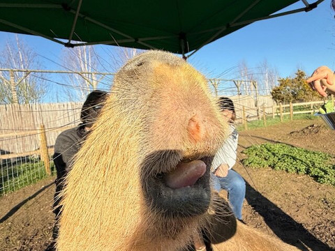 Millets Farm Falconry Centre-弗里福德希斯必去景点