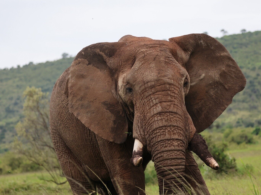 Maasai Mara National Reserve-纳罗克必去景点