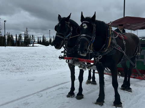Big White Sleigh Ride-Big White必去景点