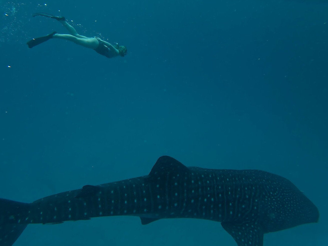 Mafia Whale Shark Tours-Kilindoni必去景点