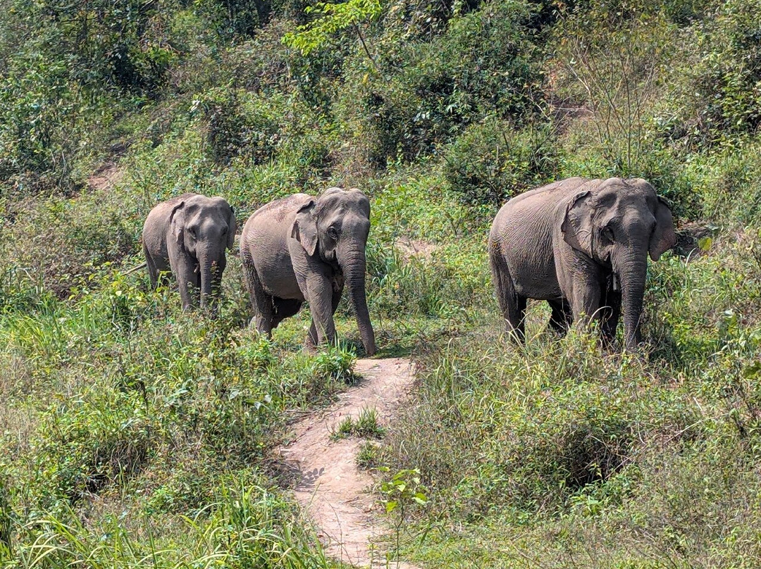 Mekong Elephant Park-北宾必去景点