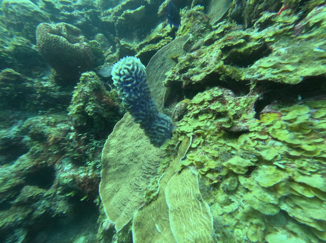 Anda Di Wata Dive School-Providencia Island必去景点