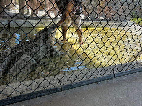 Captain Jack's Airboat Tours-大沼泽地必去景点