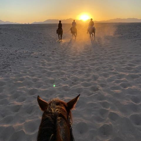 Horse hurghada-赫尔格达必去景点