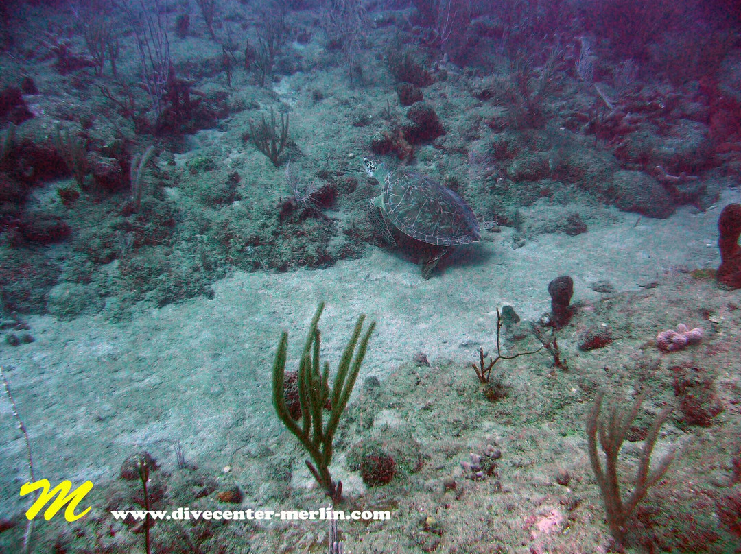 Divecenter Merlin-苏莎亚必去景点