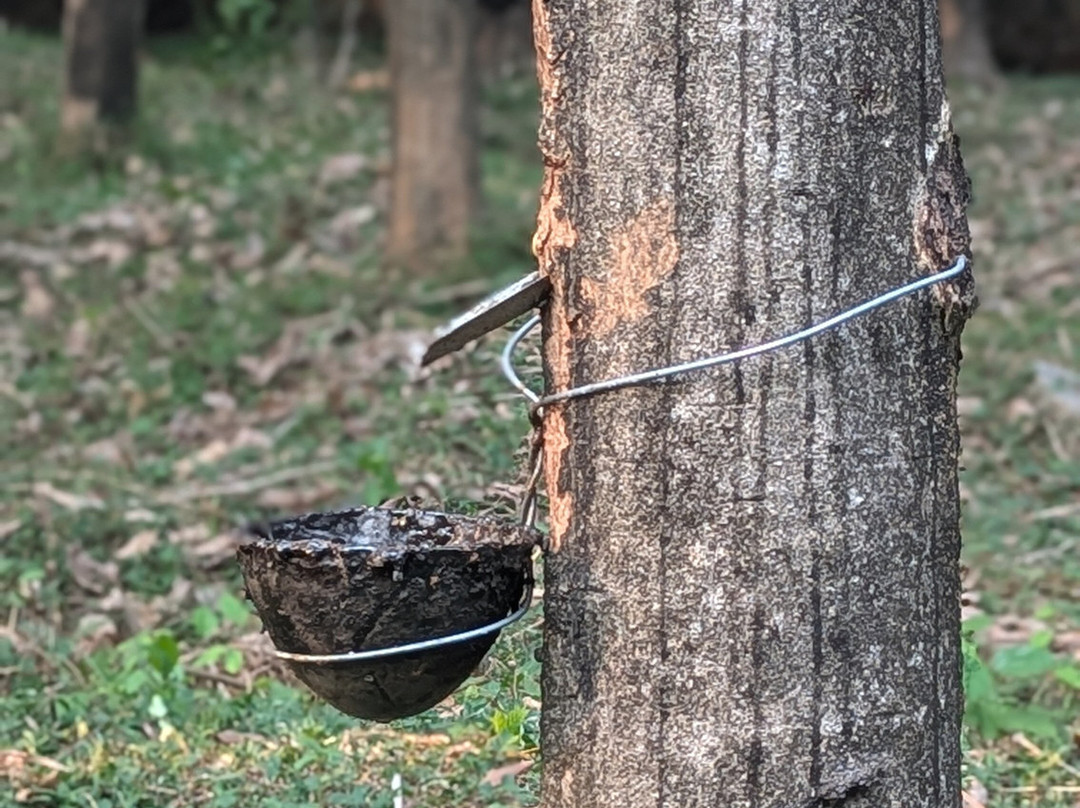 Shanthi Ayurveda Ashram-Palakkad必去景点