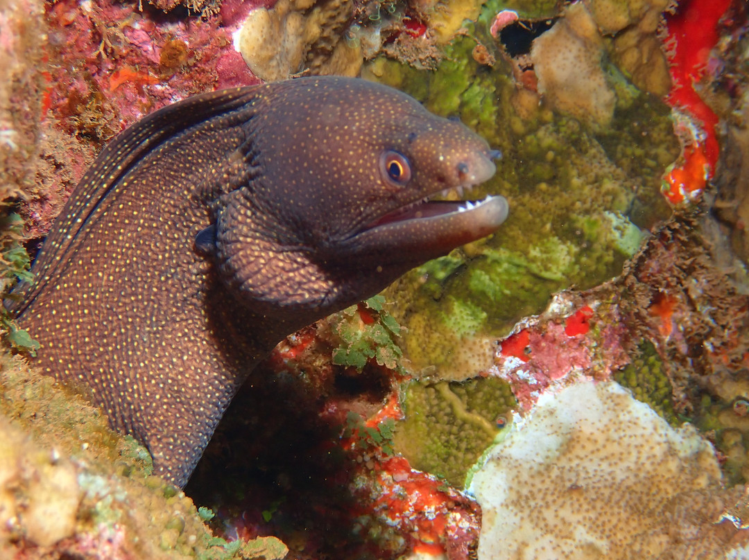 Maui Diamond Sea Sports-玛阿拉也亚必去景点