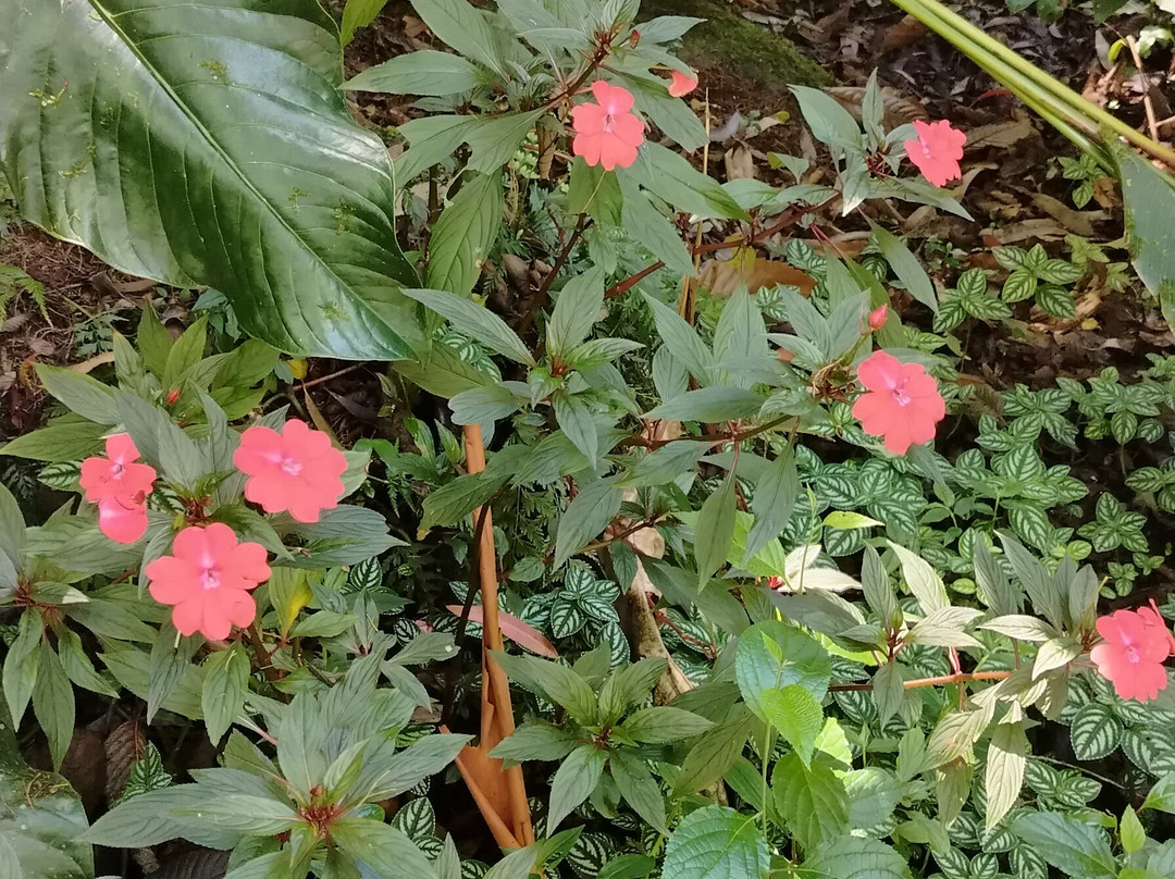 Finca Dracula-Cerro Punta必去景点