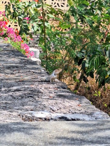 Aramness Gir国家公园-官方