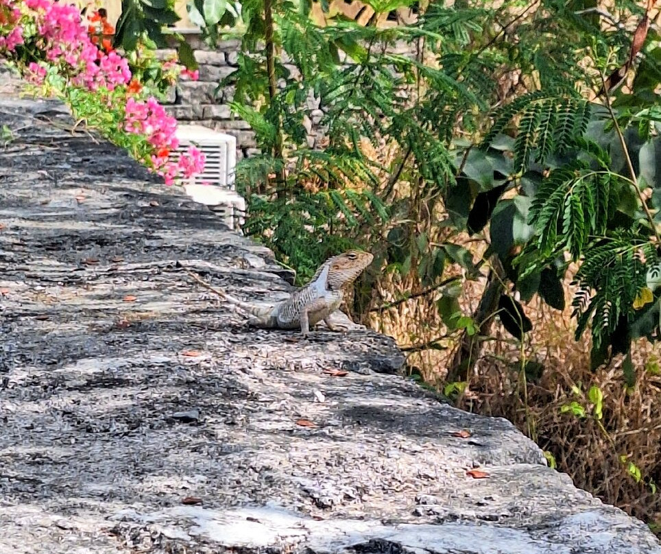 Aramness Gir国家公园主图