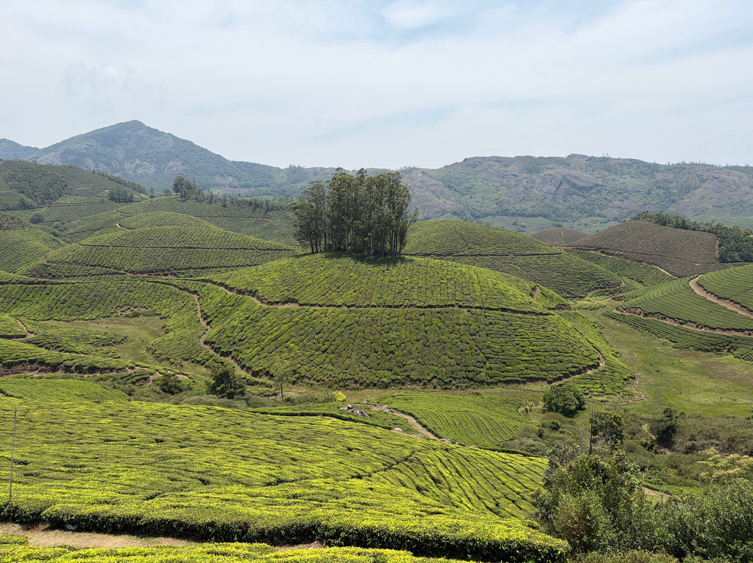 Kochi Taxi 24X7-柯钦必去景点