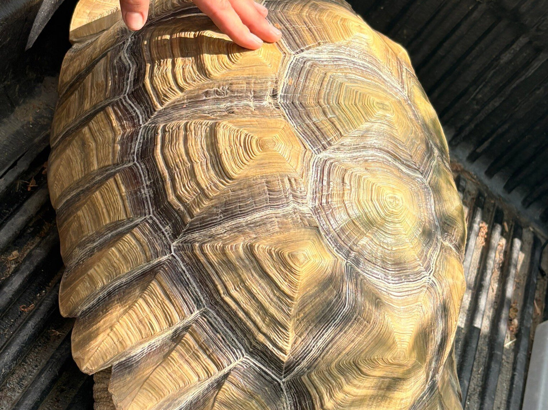 Animal Park NC-伯灵顿必去景点