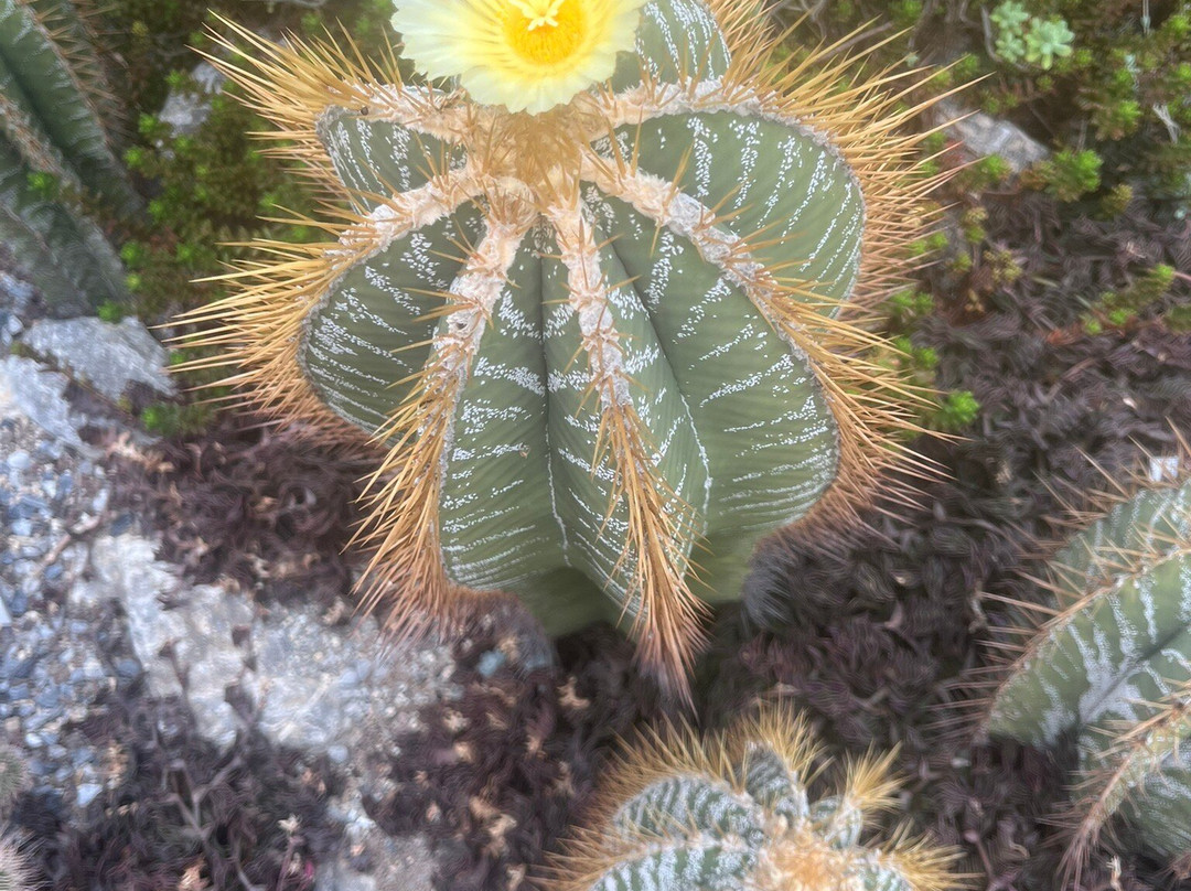 Zurich Succulent Plant Collection-苏黎世必去景点