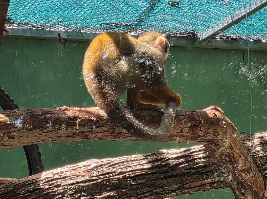 Akumal Monkey Sanctuary & Rescued Animals-艾库玛尔必去景点