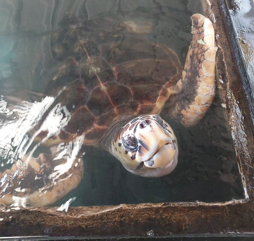 Sea Turtle Farm Galle Mahamodara-加勒必去景点