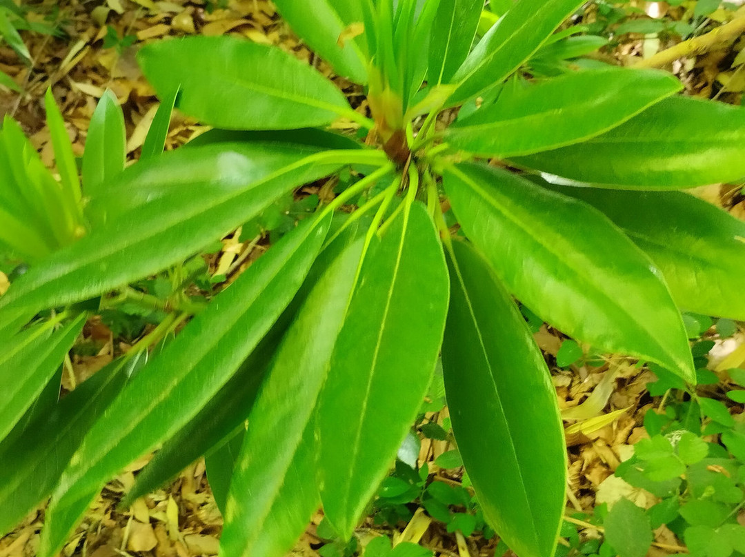 Jungle Garden-Eu必去景点