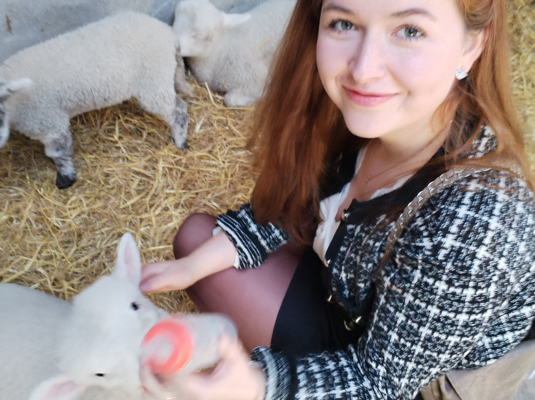 Hold A Baby Lamb-Glanfahan必去景点