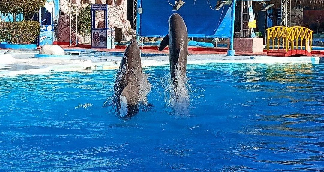Dolphina Park-沙姆沙伊赫必去景点