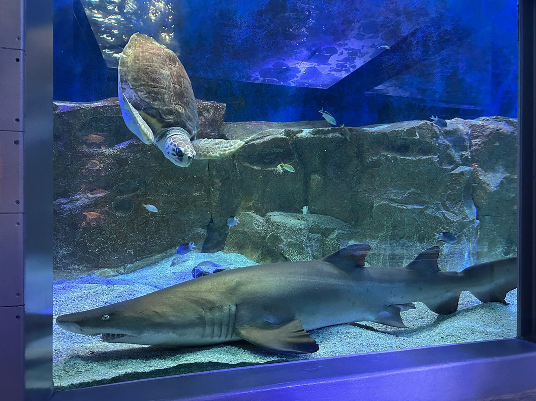 Seaquarium Institut Marin-勒格罗迪鲁瓦必去景点