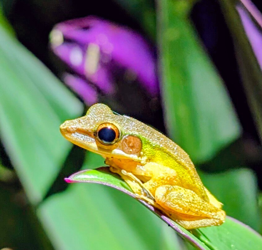 1StopBorneo Wildlife-斗湖必去景点