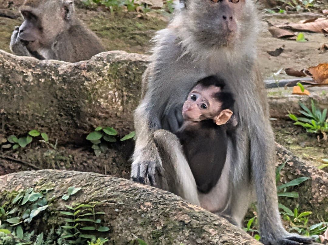 1StopBorneo Wildlife-斗湖必去景点