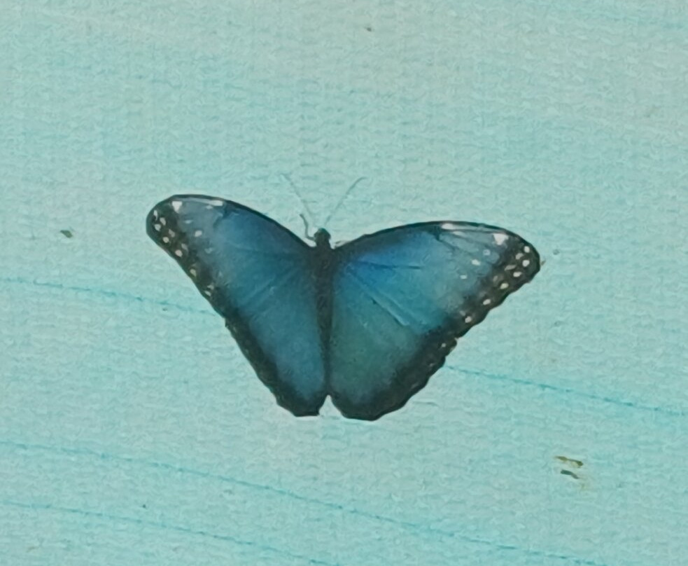 Guys Butterfly House-St Hilary必去景点