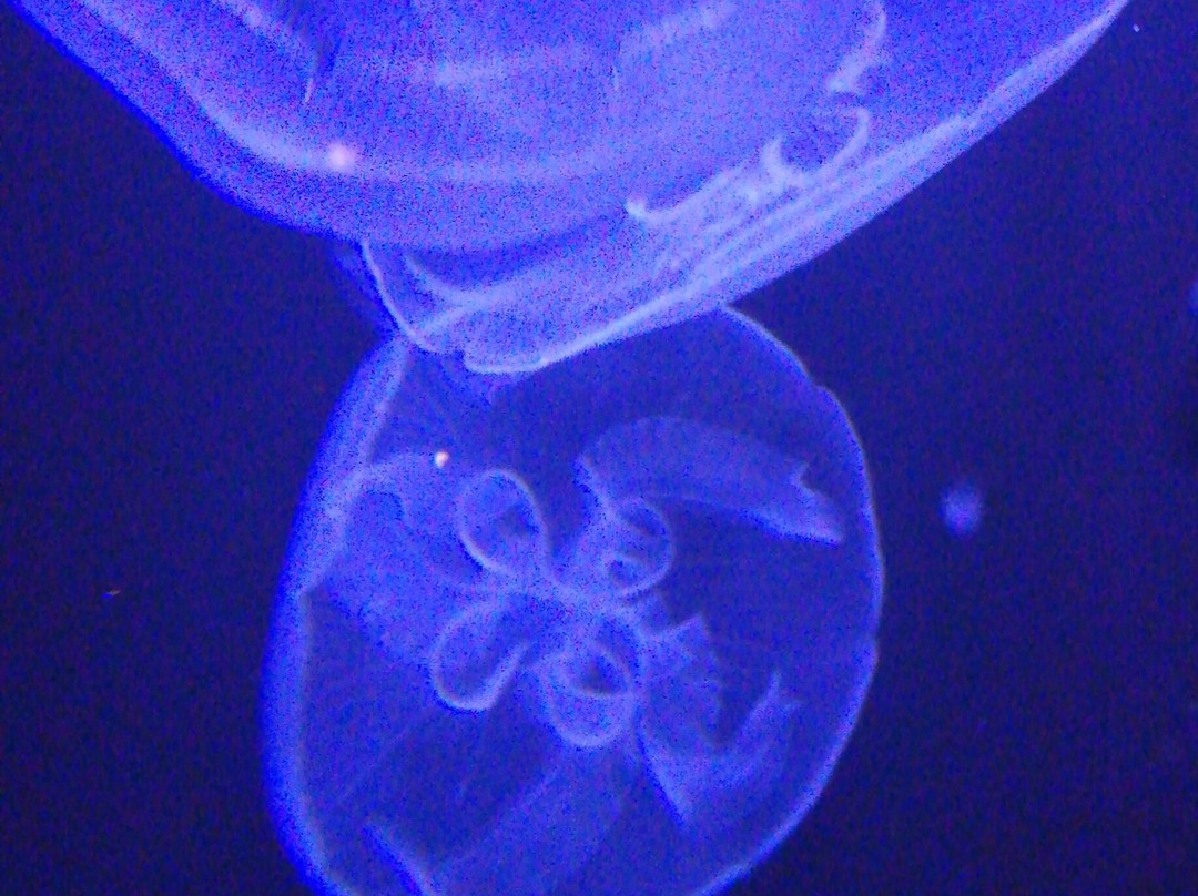 Aquarium de Vendée-Talmont Saint Hilaire必去景点
