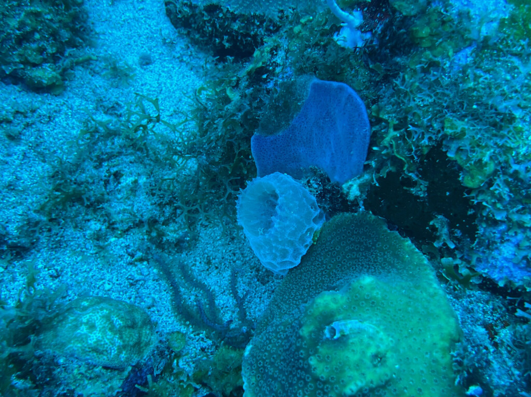 Scubaqua Dive Center-圣尤斯泰希厄斯岛必去景点