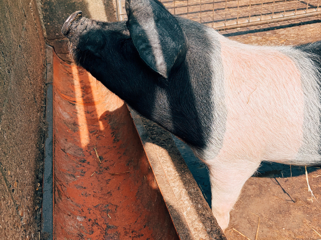 Rare Breeds Centre-Woodchurch必去景点