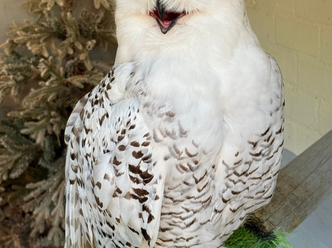 Happisburgh Owls-North Walsham必去景点