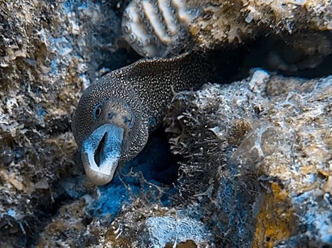 Aquanauts Grenada-True Blue必去景点