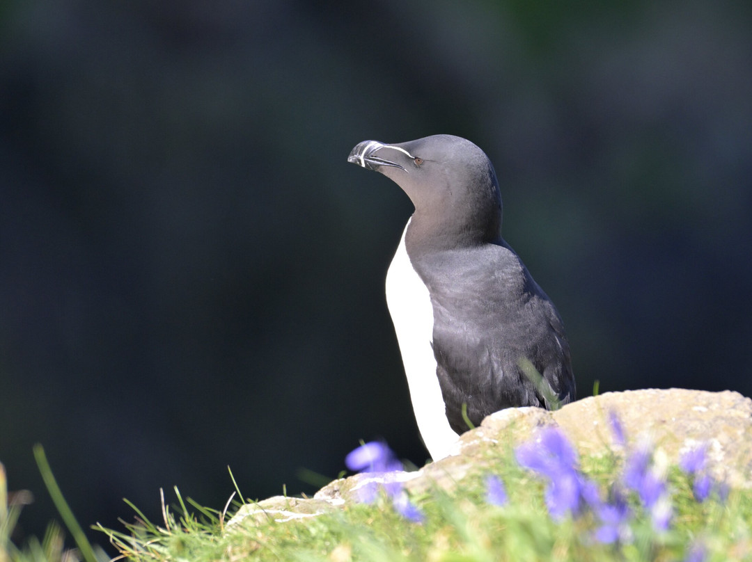 Mull Wildlife Breaks-Salen必去景点