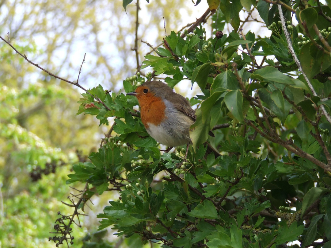 RSPB Titchwell Marsh-Titchwell必去景点