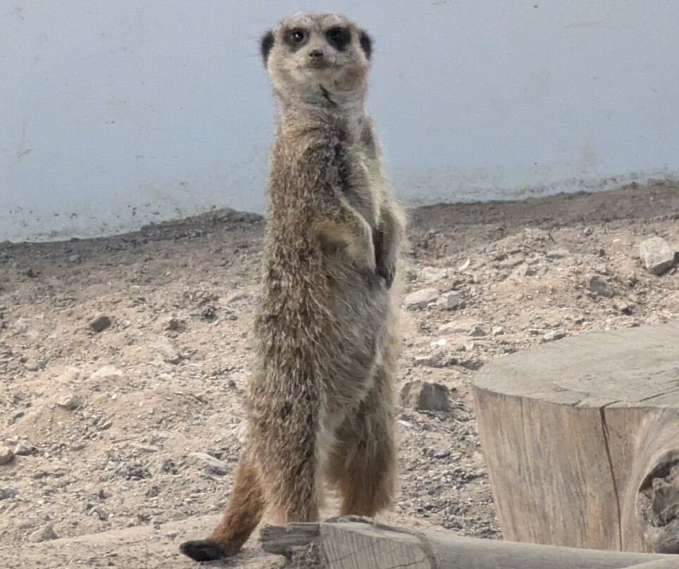 Greenacres Animal Park-Deeside必去景点