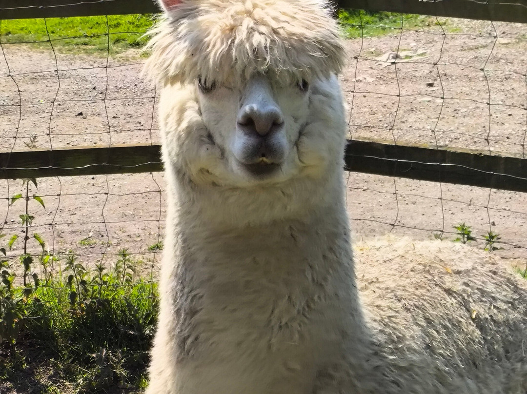Blackwater Alpacas & Pygmy Goats-布伦特里必去景点