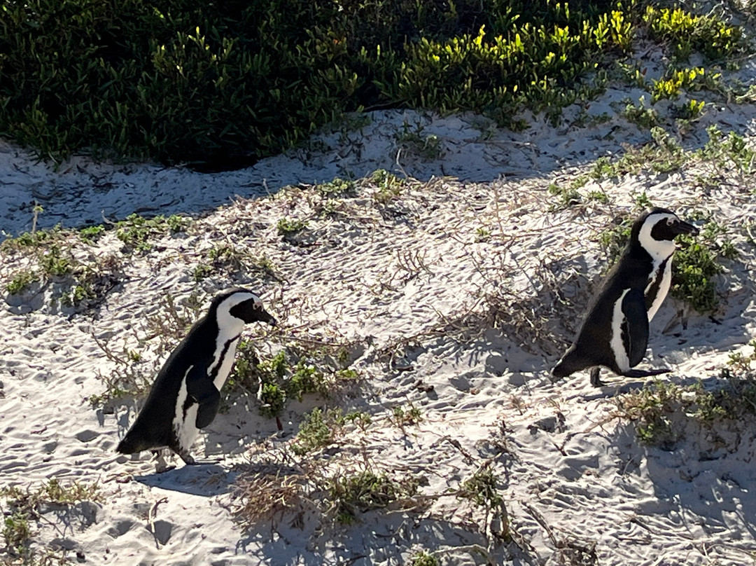 Boulders Beach Penguin Colony-西门镇必去景点