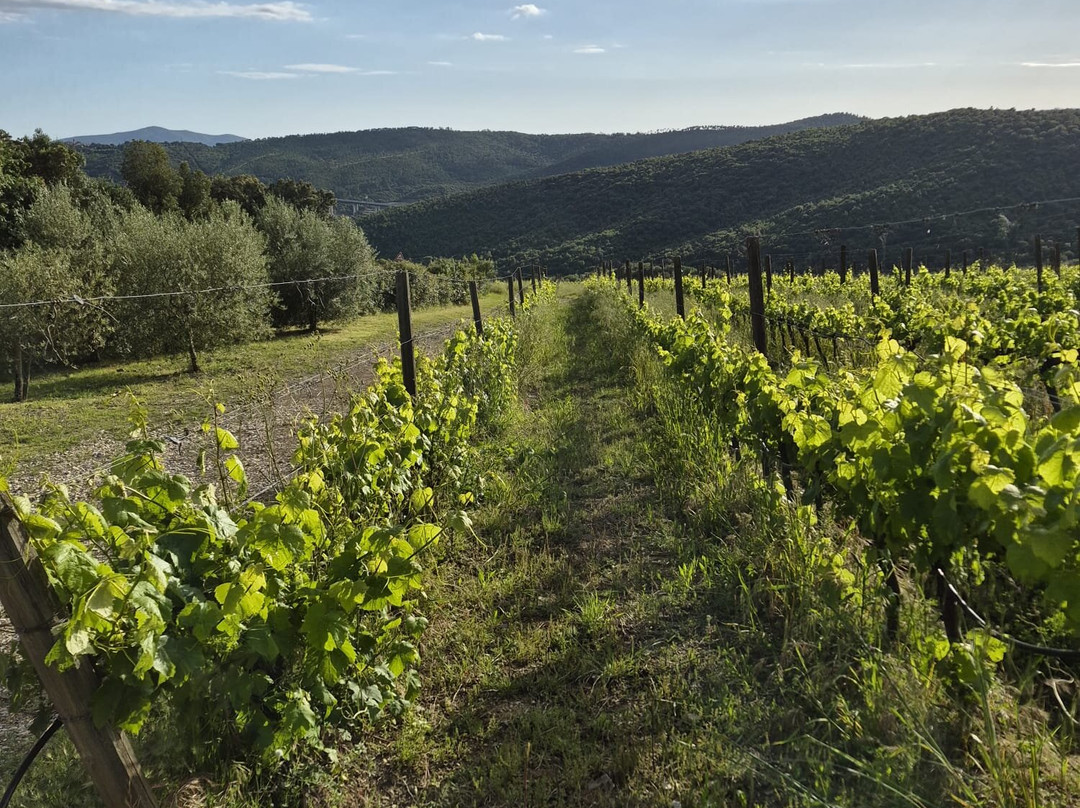 Tenuta L'Impostino-Civitella Paganico必去景点