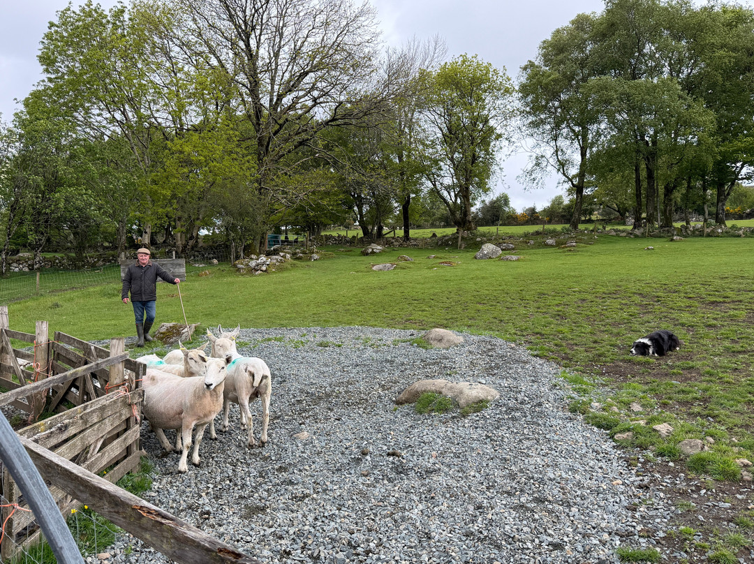 Cullen's Sheep Farm