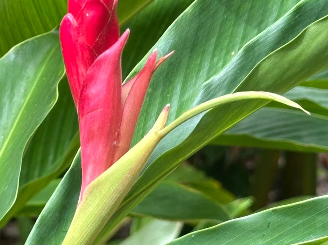 Andromeda Botanic Gardens-Bathsheba必去景点