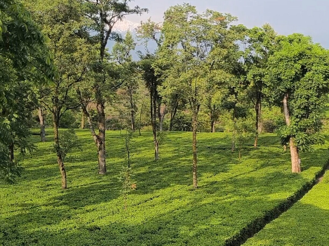 The Lodge at Wah, Palampur主图