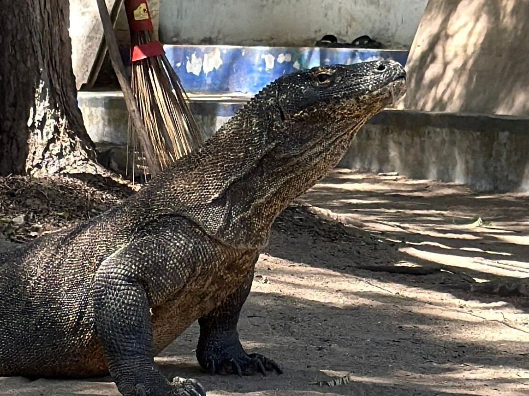 East Cruise Komodo-Labuan Bajo必去景点