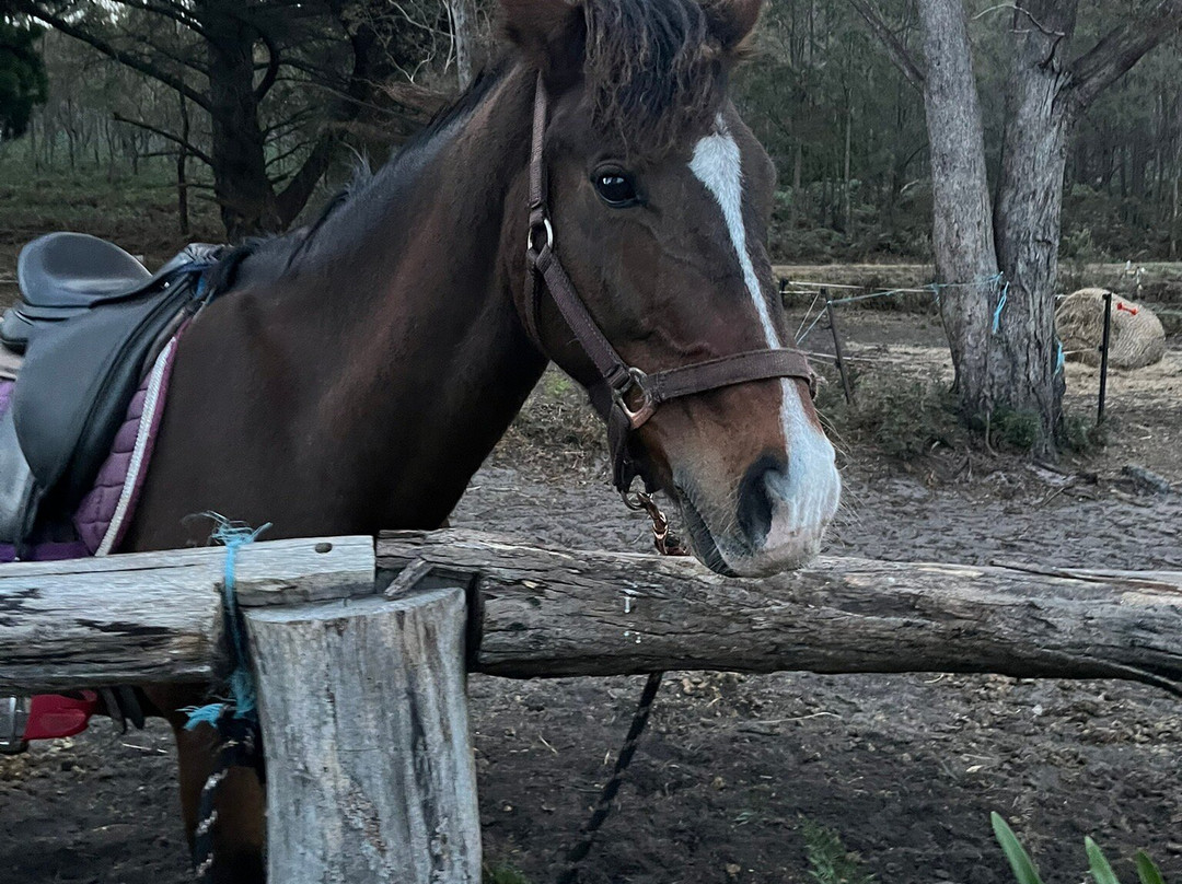 Horse Riding Tasmania-Woodsdale必去景点