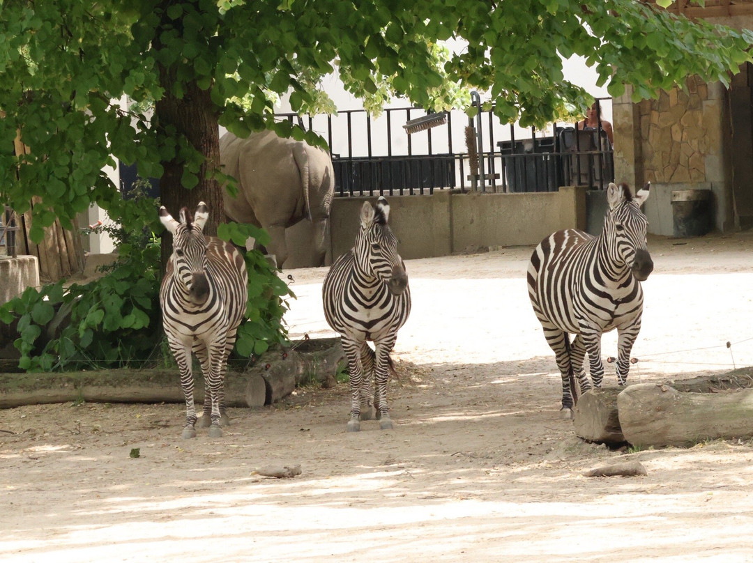 Zoo Antwerpen (dierentuin)-安特卫普必去景点