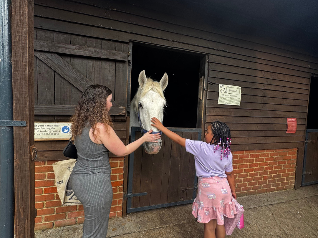Dorset Heavy Horse Farm Park-Verwood必去景点