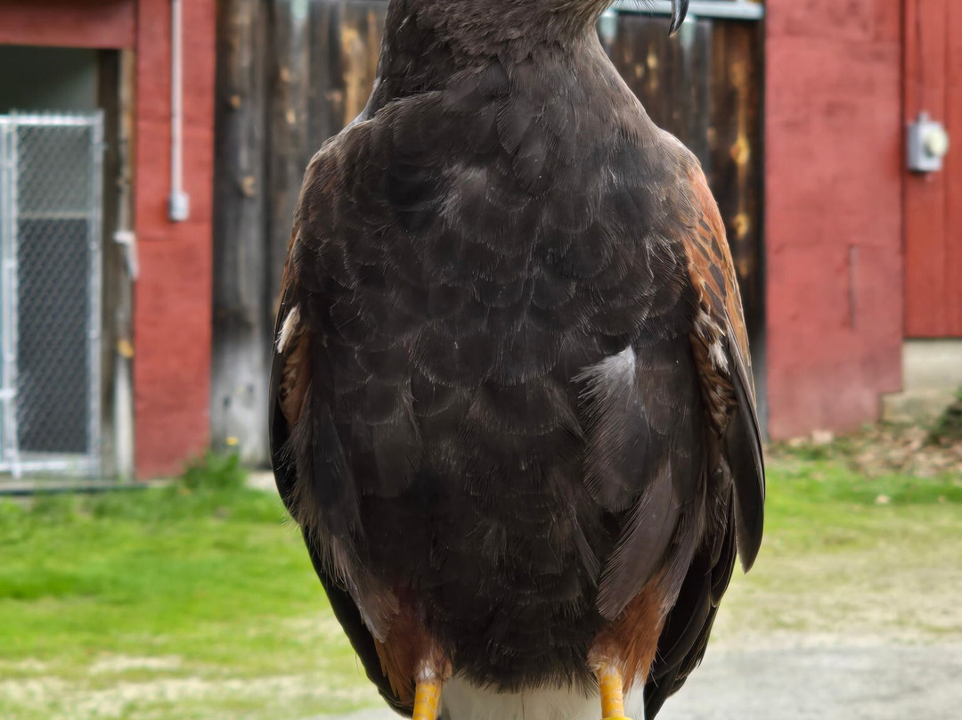 Monadnock Falconry-Temple必去景点