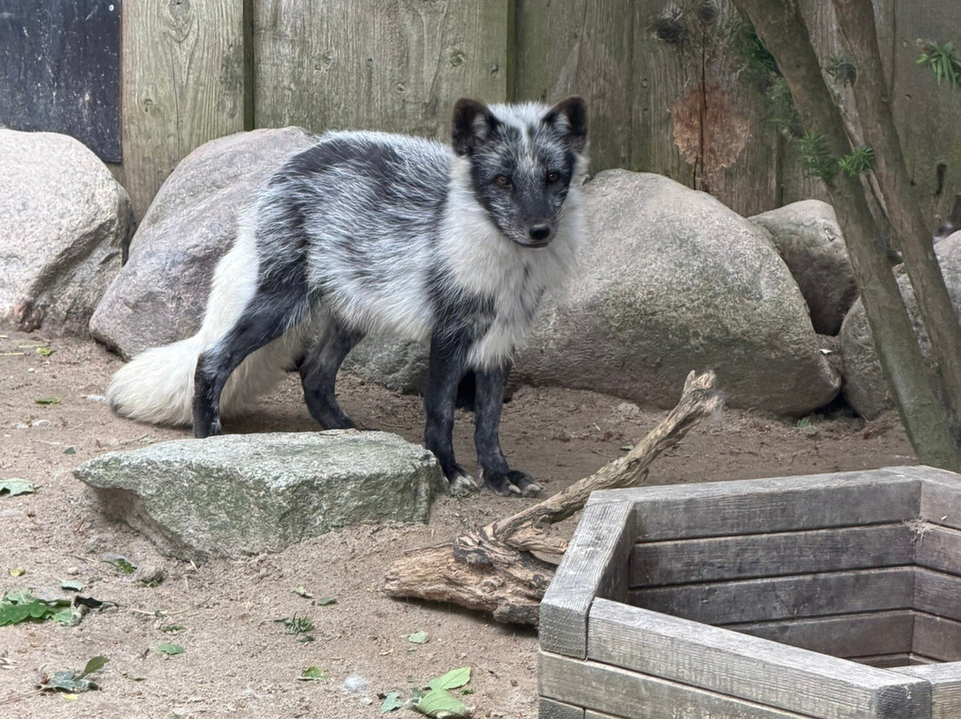 Tierpark Tinnum-Tinnum必去景点