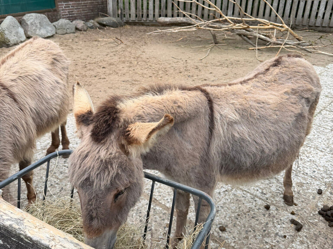 Tierpark Tinnum-Tinnum必去景点