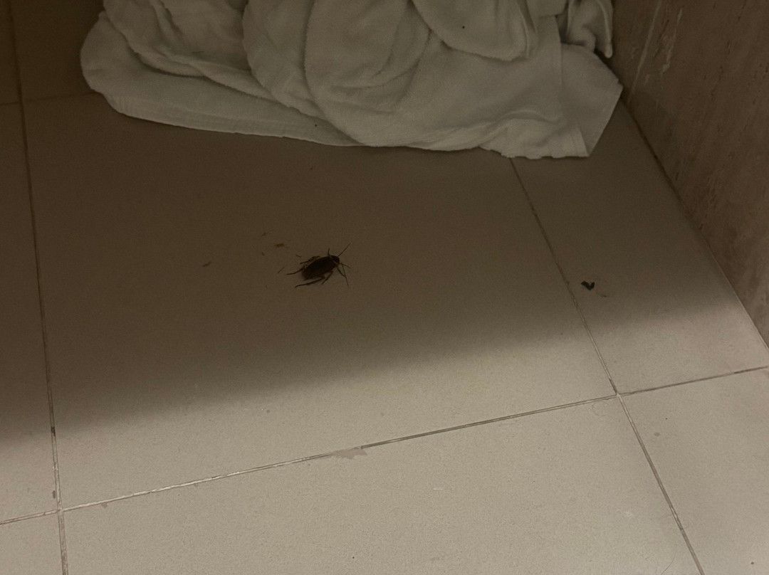 拉金塔公园温泉套房旅馆主图