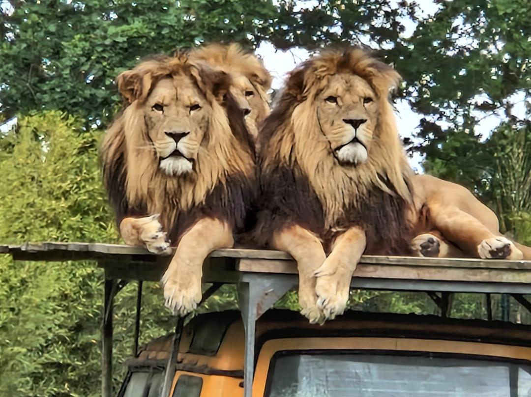 Zooparc Overloon-Overloon必去景点