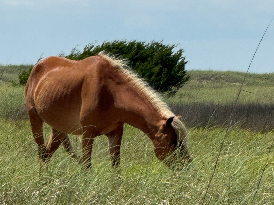 Shackleford Banks-Harkers Island必去景点